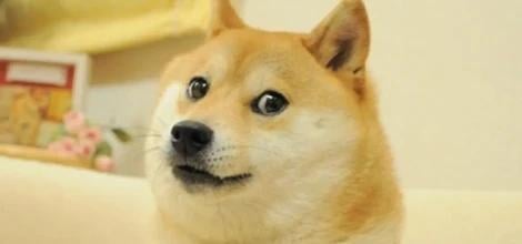 Doge dog